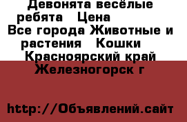 Девонята весёлые ребята › Цена ­ 25 000 - Все города Животные и растения » Кошки   . Красноярский край,Железногорск г.